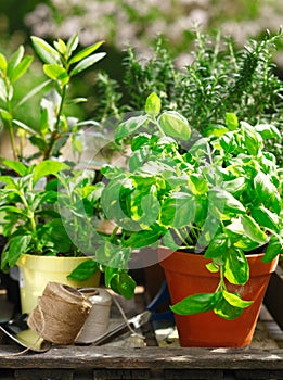 Fresh organic herbs in flowerpots photo