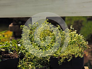 Fresh organic herbs and garden tools on a wooden bench, urban gardening