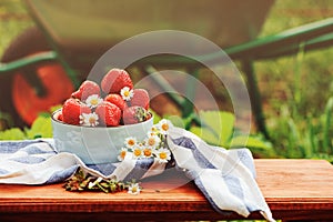 Fresh organic home growth strawberries in summer garden in plate with wheelbarrow on background