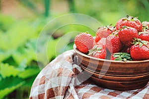 Fresh organic home growth strawberries on wooden table in plate in summer garden