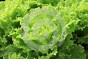 Fresh organic Iceberg Lettuce on the Field in Germany