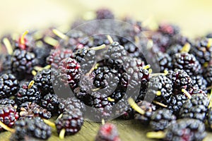 Fresh Organic Indiana Mulberries