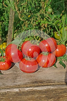 Fresh organic juicy tomatoes. Berkeley Tie Dye pink tomatoes on wooden table