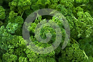 Fresh Organic Kale Leaves