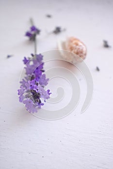 Fresh organic lanvender flowers up close