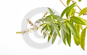 Fresh organic lemon verbena leaves - Aloysia citrodora