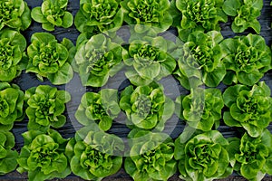 Fresh organic lettuce green salad seedlings in a greenhouse