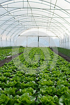 Fresh organic lettuce green salad seedlings in a greenhouse