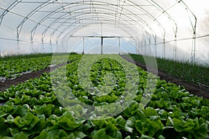 Fresh organic lettuce green salad seedlings in a greenhouse