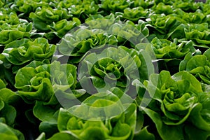 Fresh organic lettuce green salad seedlings in a greenhouse