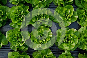 Fresh organic lettuce green salad seedlings in a greenhouse