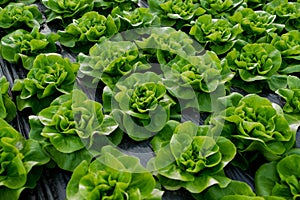 Fresh organic lettuce green salad seedlings in a greenhouse