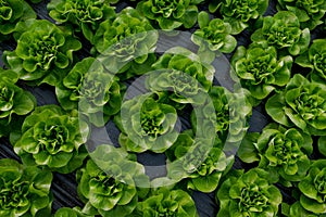 Fresh organic lettuce green salad seedlings in a greenhouse