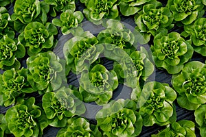 Fresh organic lettuce green salad seedlings in a greenhouse