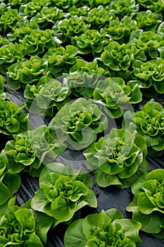 Fresh organic lettuce green salad seedlings in a greenhouse