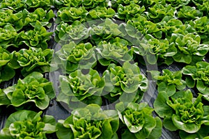 Fresh organic lettuce green salad seedlings in a greenhouse