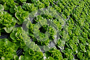 Fresh organic lettuce green salad seedlings in a greenhouse