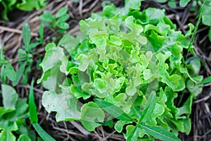 Fresh organic lettuce in a rural greenhouse. Rows of lettuce seedlings organic salad plant