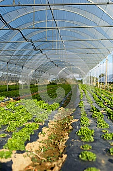 Fresh organic lettuce seedlings in greenhouse