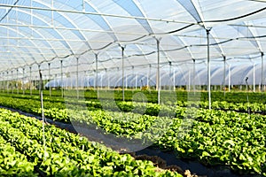 Fresh organic lettuce seedlings in greenhouse