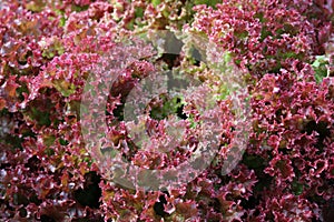 Fresh organic Lollo Rosso Lettuce photo