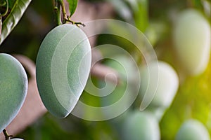 Fresh organic mango fruits on tree