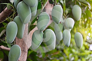 Fresh organic mango fruits on tree