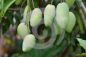 Fresh organic mango fruits on tree