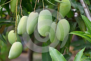 Fresh organic mango fruits on tree