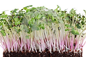 Fresh organic microgreen on white background, closeup