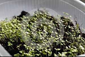 Fresh organic microgreens (baby greens). Seed sprouts are green. Vitamins Amino Acids Benefits Of Organic