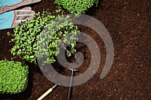 Fresh organic microgreens and tools on soil in garden, flat lay. Space for text