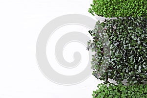 Fresh organic microgreens on white background, top view. Space for text