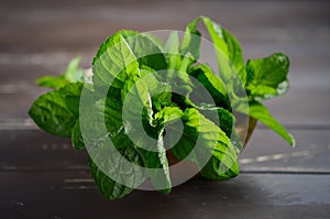 Fresh organic mint bunch on the old rustic wooden table.Fresh organic mint bunch on the old rustic wooden table.