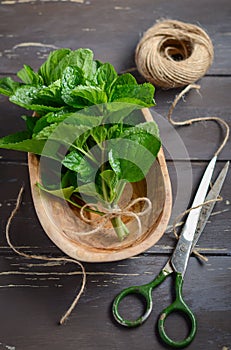 Fresh organic mint bunch in a wooden bowl on the old rustic wooden table.