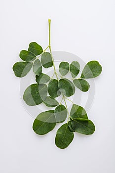Fresh Organic Moringa Leaves Isolated on White Background