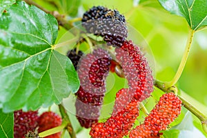 Fresh organic mulberries green, yellow, red unripe and black ripe berry on fruit tree mulberries branch and green leaves. Healthy