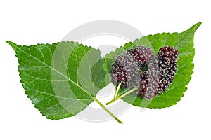 Fresh organic mulberries with its green leaves isolated on white