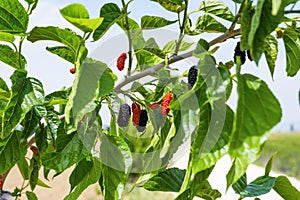 Fresh and organic mulberry fruits