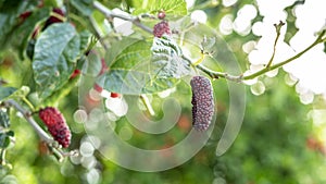 Fresh and organic mulberry fruits on branch