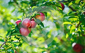 Fresh organic nectarines on the tree. Ripe nectarines.
