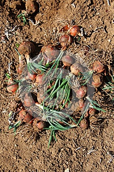 Fresh organic onions in the soil, harvest time