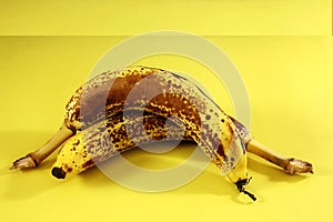  fresh organic over ripe dark brown spots yellow banana fruit on yellow background