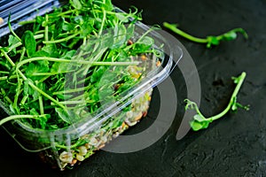Fresh organic peas microgreens in plastic box on black background. Healthy raw sprouts. Natural Nutrition