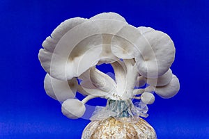 Fresh organic Phoenix mushroom [Indian Oyster] growing on soil in plastic bag. Fresh angel mushrooms growing.on blue background