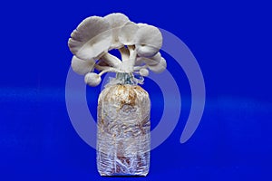 Fresh organic Phoenix mushroom [Indian Oyster] growing on soil in plastic bag. Fresh angel mushrooms growing.on blue background