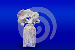 Fresh organic Phoenix mushroom [Indian Oyster] growing on soil in plastic bag. Fresh angel mushrooms growing.on blue background