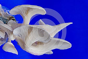 Fresh organic Phoenix mushroom [Indian Oyster] growing on soil in plastic bag. Fresh angel mushrooms growing.on blue background