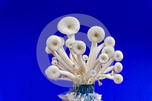 Fresh organic Phoenix mushroom [Indian Oyster] growing on soil in plastic bag. Fresh angel mushrooms growing.on blue background