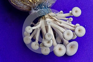 Fresh organic Phoenix mushroom [Indian Oyster] growing on soil in plastic bag. Fresh angel mushrooms growing.on blue background